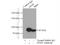 Elongation factor G, mitochondrial antibody, 14274-1-AP, Proteintech Group, Immunoprecipitation image 