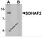Succinate dehydrogenase assembly factor 2, mitochondrial antibody, 6507, ProSci, Western Blot image 