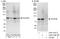 RNA Polymerase III Subunit E antibody, A303-708A, Bethyl Labs, Western Blot image 