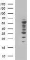 WAS/WASL Interacting Protein Family Member 1 antibody, TA590158, Origene, Western Blot image 