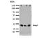 Aquaporin 2 antibody, orb76255, Biorbyt, Western Blot image 