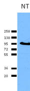 p90 antibody, TA309294, Origene, Western Blot image 