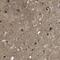 Leucine Rich Repeat Containing 3B antibody, PA5-53323, Invitrogen Antibodies, Immunohistochemistry frozen image 