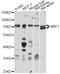 Nuclear Respiratory Factor 1 antibody, A5547, ABclonal Technology, Western Blot image 