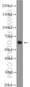 EH Domain Containing 1 antibody, 24657-1-AP, Proteintech Group, Western Blot image 