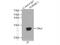 Membrane-associated progesterone receptor component 1 antibody, 12990-1-AP, Proteintech Group, Immunoprecipitation image 