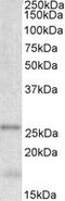 Tubulin Polymerization Promoting Protein antibody, MBS422281, MyBioSource, Western Blot image 
