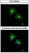 Secretory Carrier Membrane Protein 3 antibody, GTX102216, GeneTex, Immunofluorescence image 