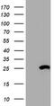 Hydroxysteroid 17-Beta Dehydrogenase 8 antibody, CF800478, Origene, Western Blot image 