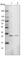 Mediator Complex Subunit 8 antibody, HPA028377, Atlas Antibodies, Western Blot image 