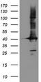 Crystallin Zeta Like 1 antibody, TA504659, Origene, Western Blot image 