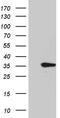 TNF Superfamily Member 10 antibody, CF811774, Origene, Western Blot image 