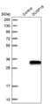 Dual Specificity Phosphatase 19 antibody, PA5-54428, Invitrogen Antibodies, Western Blot image 