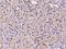 Core histone macro-H2A.2 antibody, 200586-T08, Sino Biological, Immunohistochemistry paraffin image 