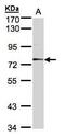 Meprin A Subunit Alpha antibody, PA5-28371, Invitrogen Antibodies, Western Blot image 
