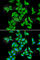 Small Nuclear Ribonucleoprotein Polypeptide E antibody, A5488, ABclonal Technology, Immunofluorescence image 