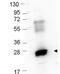 Castor Zinc Finger 1 antibody, orb345675, Biorbyt, Western Blot image 