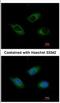 Cell death activator CIDE-3 antibody, NBP2-15902, Novus Biologicals, Immunocytochemistry image 