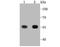 Thioredoxin Reductase 1 antibody, A01778-1, Boster Biological Technology, Western Blot image 