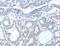 ADAM Metallopeptidase Domain 21 antibody, LS-C401182, Lifespan Biosciences, Immunohistochemistry frozen image 