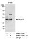 Cytoskeleton-associated protein 2-like antibody, NBP1-21393, Novus Biologicals, Immunoprecipitation image 