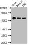 Cytochrome P450 Family 1 Subfamily A Member 2 antibody, CSB-RA178519A0HU, Cusabio, Western Blot image 