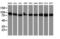 MEP antibody, LS-C337635, Lifespan Biosciences, Western Blot image 