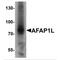 Actin Filament Associated Protein 1 Like 1 antibody, MBS150104, MyBioSource, Western Blot image 