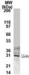Baculoviral IAP repeat-containing protein 7 antibody, NB100-56145, Novus Biologicals, Western Blot image 