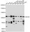 Unc-5 Netrin Receptor B antibody, A14978, ABclonal Technology, Western Blot image 