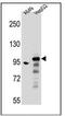 Rho GTPase Activating Protein 27 antibody, AP53902PU-N, Origene, Western Blot image 