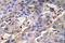 Zonulin antibody, AP20774PU-N, Origene, Immunohistochemistry frozen image 