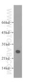 Serine And Arginine Rich Splicing Factor 1 antibody, 12929-2-AP, Proteintech Group, Western Blot image 