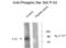 Glutamate Ionotropic Receptor NMDA Type Subunit 1 antibody, XPS-2021, ProSci, Western Blot image 