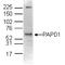 Poly(A) RNA polymerase, mitochondrial antibody, TA347250, Origene, Western Blot image 