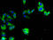 TYRO3 Protein Tyrosine Kinase antibody, LS-B15188, Lifespan Biosciences, Immunofluorescence image 