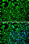 Cytidine deaminase antibody, LS-C748974, Lifespan Biosciences, Immunofluorescence image 