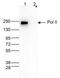 RNA Polymerase II antibody, NBP2-59209, Novus Biologicals, Western Blot image 