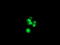 Sex Determining Region Y antibody, LS-C174257, Lifespan Biosciences, Immunofluorescence image 