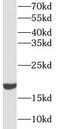 p18 antibody, FNab01826, FineTest, Western Blot image 