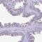 Leucine Rich Repeat Containing 10B antibody, PA5-61558, Invitrogen Antibodies, Immunohistochemistry paraffin image 