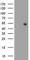 Protein ZNF365 antibody, TA800116, Origene, Western Blot image 
