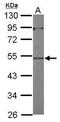 Actin-like protein 7A antibody, PA5-31304, Invitrogen Antibodies, Western Blot image 
