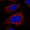 Glucocorticoid receptor DNA-binding factor 1 antibody, HPA056470, Atlas Antibodies, Immunofluorescence image 