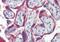Platelet Derived Growth Factor Subunit B antibody, orb89476, Biorbyt, Immunohistochemistry paraffin image 