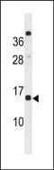 C-Type Lectin Domain Containing 19A antibody, PA5-72162, Invitrogen Antibodies, Western Blot image 