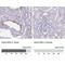 IQ Motif Containing N antibody, NBP1-85833, Novus Biologicals, Immunohistochemistry paraffin image 