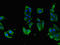 RAS Guanyl Releasing Protein 1 antibody, orb47487, Biorbyt, Immunofluorescence image 