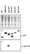 Ubiquitin Related Modifier 1 antibody, orb344621, Biorbyt, Western Blot image 