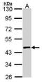 Muscleblind Like Splicing Regulator 1 antibody, PA5-29825, Invitrogen Antibodies, Western Blot image 